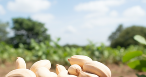 Beyond the Nut: Innovations in Cashew Farming