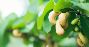 Green Gold: Unveiling the Secrets of Cashew Cultivation